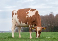 Drouner Aiko 1539 Red VG-88