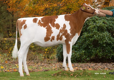 3STAR Oh Aileen Red VG-86