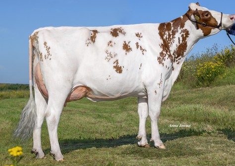 3STAR OH Red Rose VG-85