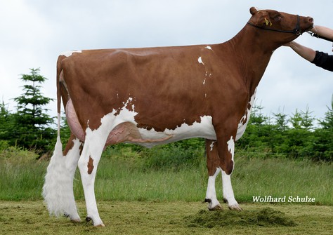 BHA Amore Red VG-89