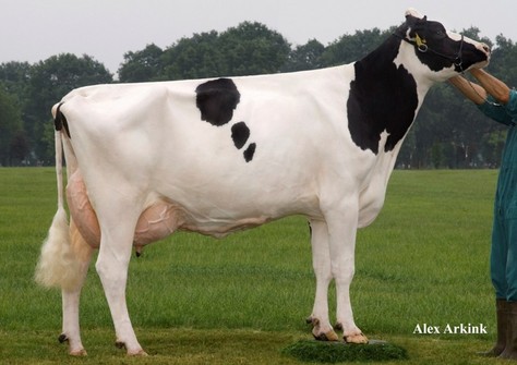 Broeks MBM Elsa EX-90