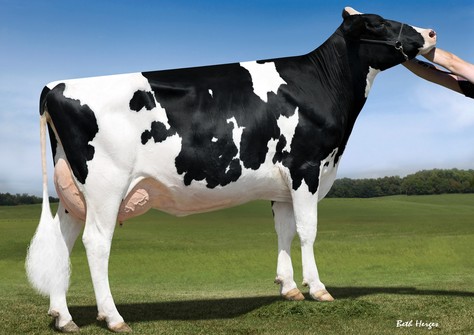 Cookiecutter Ssire Have VG-86