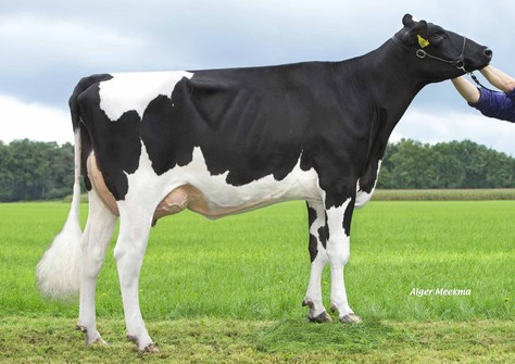 Diepenhoek Rozelle 65 VG-87