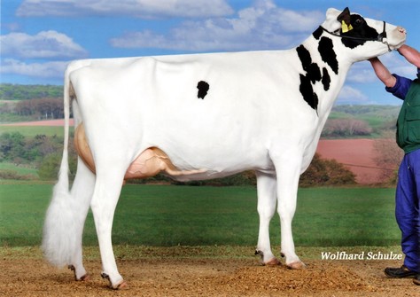 KNS Dreammount VG-86