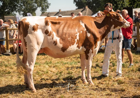 Drouner Aiko 1718 Red VG-88