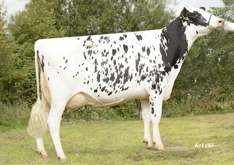 Drouner AJDH Cosmo VG-88