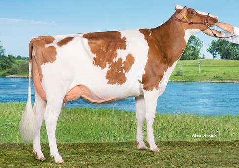 Drouner DH Aiko 1445 VG-89