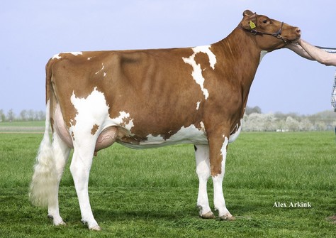 Hedra Delta Alumette 4-Red VG-87