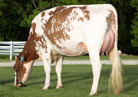 Milksource LD Shania-Red-ET EX-92
