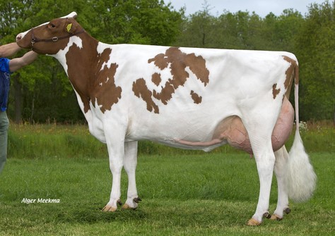 Molenkamp Anky 4-Red EX-90