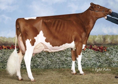 Ms Candy Apple Red EX-94, full sister to Applicious-Red EX-92
