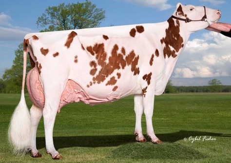 Ms Pottsdale Defiant Tang Red EX-94