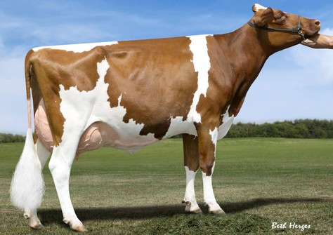 MS Talent Applicious-Red EX-92