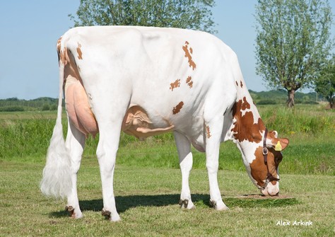 Poppe Red Hot Rita 860 Red VG-87