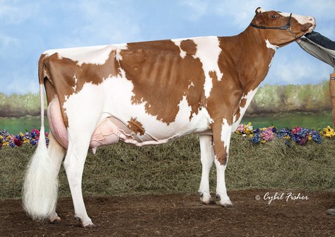 Starmark AD Hotstuff-Red EX-94