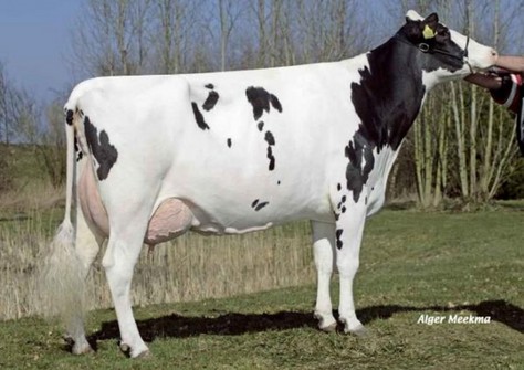 Veenhuizer Zadia 7 EX-91