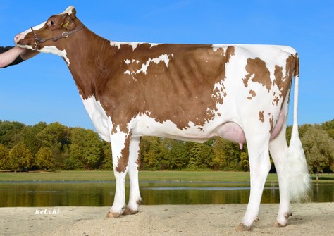 Wilder Kita Red VG-88