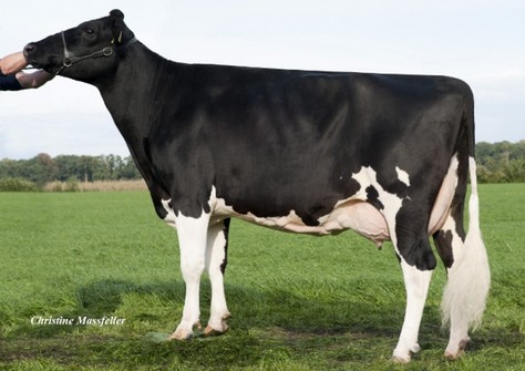 Wilder Kairo 55 RDC VG-89