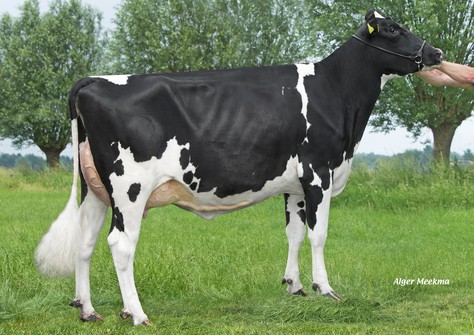 Wilder Kalibra RDC VG-88