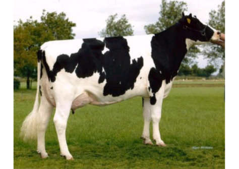 Willem's Hoeve Rita 282 VG-88