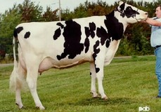 Comestar Laurie Inspiration VG-87