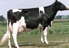 Ever-Green-View Elsie EX-92