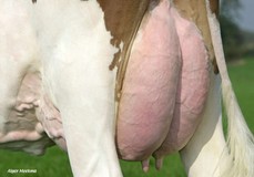 Green-Valley Allure-Red VG-87