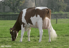 Green-Valley Allure-Red VG-87