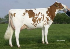Southland Lawn B Massia 9 Red VG-86