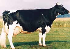 Prices Melwood Betsy EX-91