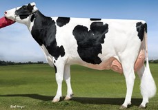 Sandy-Valley Robust Ruby EX-90