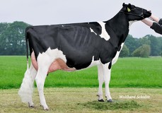 Seeger's India VG-89