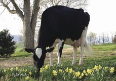 Windy-Knoll-View Promis EX-95