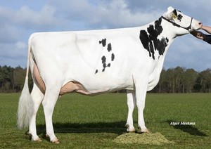 Zandenburg Snowman Ebony 1 VG-89