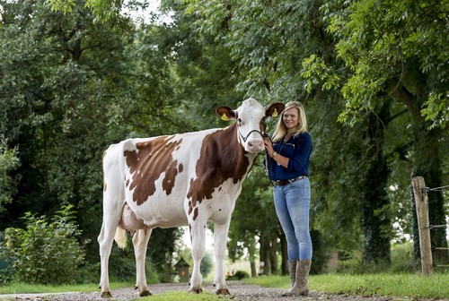 koe_fabiola_inspectie_sfeer_joanne_van_z