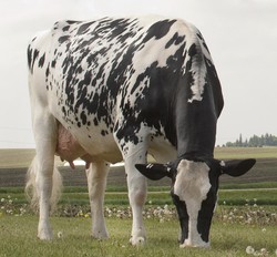 Larcrest Cosmopolitan VG-87