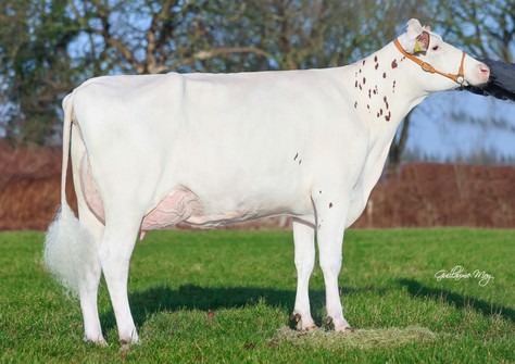 GlH Zukuft Red VG-86 GlH Zukuft Red VG-86