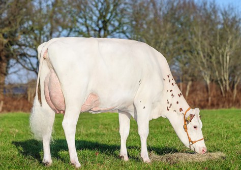 GlH Zukuft Red VG-86 GlH Zukuft Red VG-86