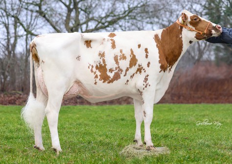 GlH Ronald Aura Red VG-86