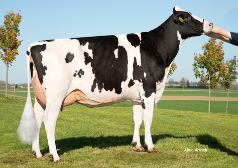 3STAR Bomaz Rive VG-85