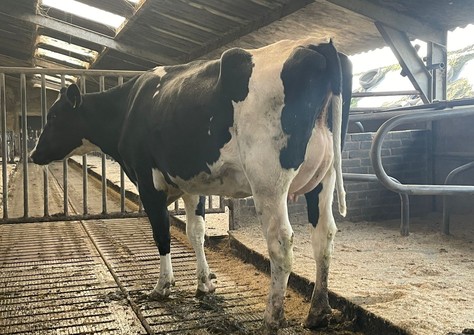 3STAR HWH Biba P RDC 