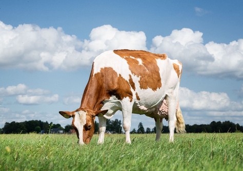 3STAR OH Aileen Red VG-88