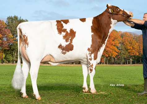3STAR OH Alexia Red GP-84