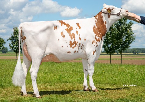3STAR OH Janna Red VG-87