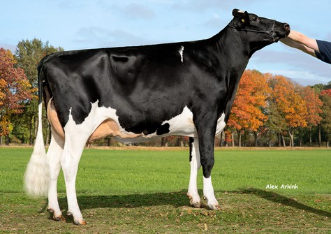 3STAR OH Mabelien VG-85