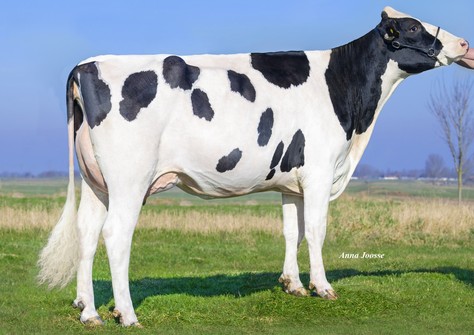 3STAR OH Magnio RDC VG-85
