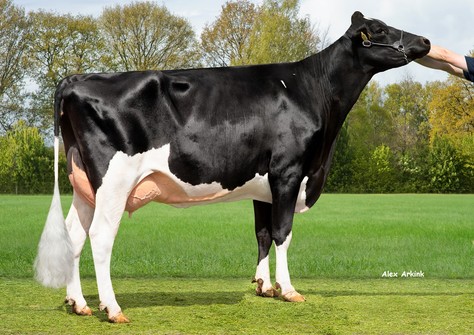 3STAR OH Maline VG-85