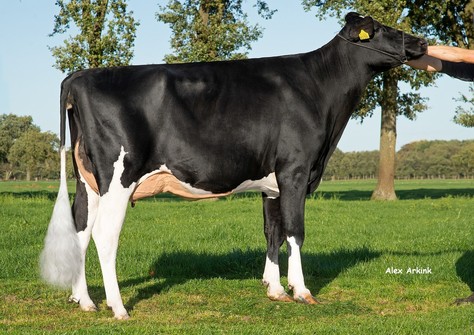 Familymember 3STAR OH Martini 