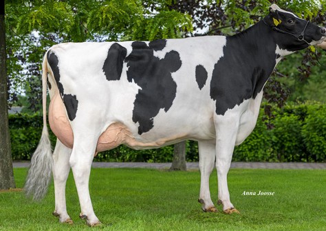 3STAR OH Minka VG-86