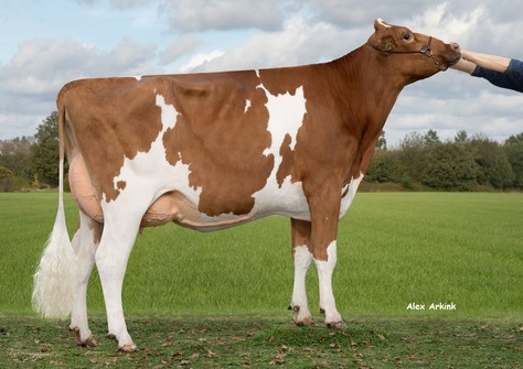 3STAR OH Monique P 2 Red VG-86